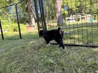 Kash, a male Miniature Australian Shepherd for sale in Chester, VT – 5 of 8