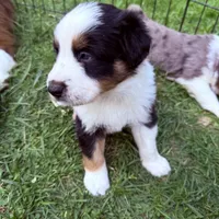 Jameson , a male Miniature Australian Shepherd for sale in Chester, VT – 3 of 8