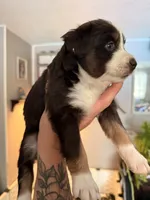 Kacey, a female Miniature Australian Shepherd and Toy Australian Shepherd for sale in Chester, VT – 5 of 10