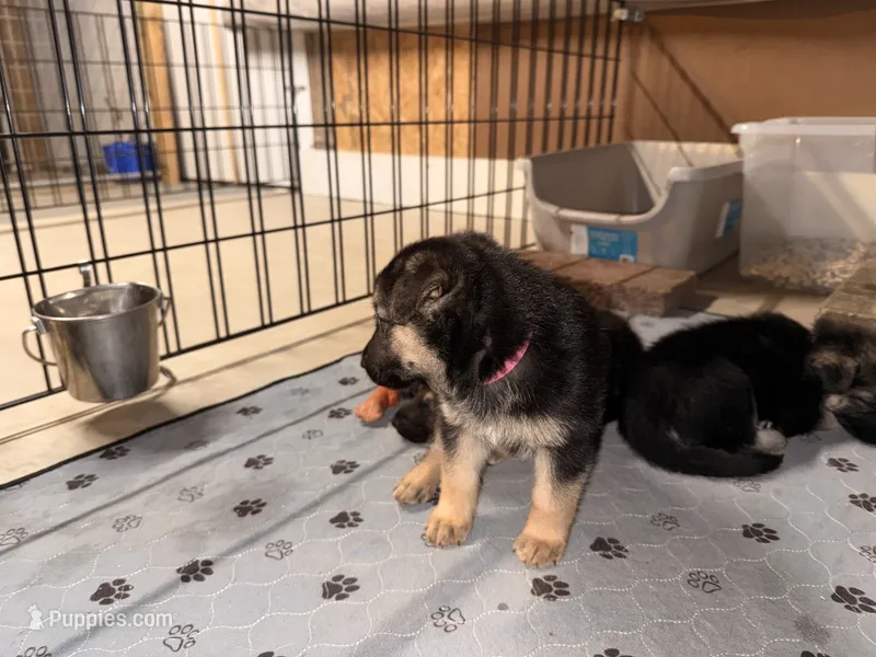 Lady – German Shepherd Dog puppy for sale in Chester, VT