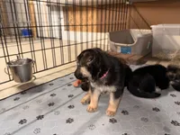 Lady, a female German Shepherd Dog for sale in Chester, VT – 1 of 2