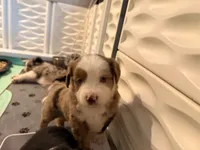 Kia, a female Miniature Australian Shepherd for sale in Chester, VT – 2 of 7