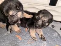 Luna , a female German Shepherd Dog for sale in Chester, VT – 9 of 9