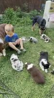 Jewel, a female Miniature Australian Shepherd for sale in Chester, VT – 4 of 8