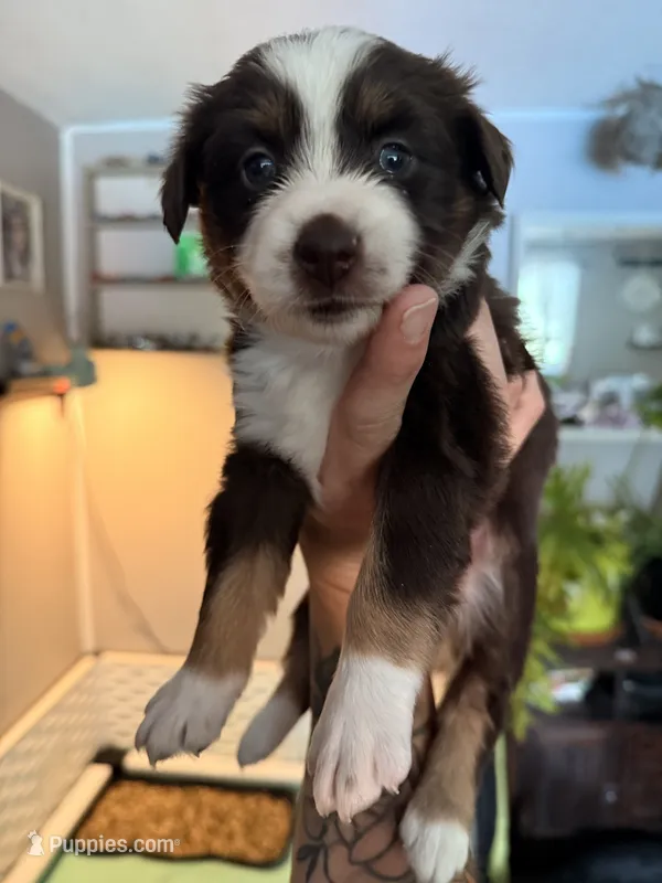 Kacey – Miniature Australian Shepherd, Toy Australian Shepherd puppy for sale in Chester, VT