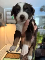 Kacey, a female Miniature Australian Shepherd and Toy Australian Shepherd for sale in Chester, VT – 1 of 10