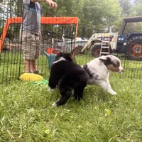 Jemma, a female Miniature Australian Shepherd for sale in Chester, VT – 8 of 10