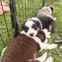 Jameson , a male Miniature Australian Shepherd for sale in Chester, VT – 5 of 8