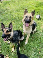 Vedas Upcoming Fall Litter , a  German Shepherd Dog for sale in Chester, VT – 10 of 10