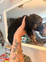 Luna , a female German Shepherd Dog for sale in Chester, VT – 2 of 9