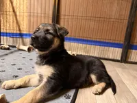 Indigo - Purple Collar Female , a female German Shepherd Dog for sale in Chester, VT – Photo 7 of 8