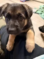 Indigo - Purple Collar Female , a female German Shepherd Dog for sale in Chester, VT – Photo 5 of 8