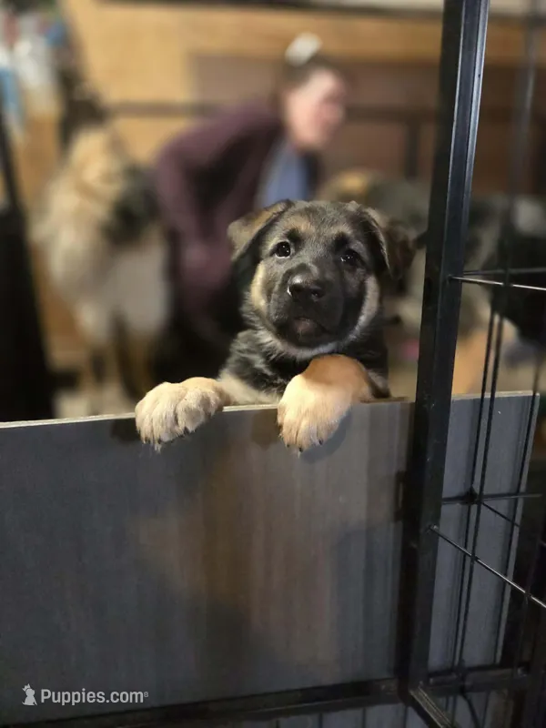 Indigo - Purple Collar Female 