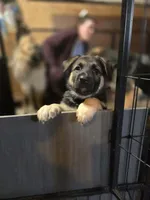 Indigo - Purple Collar Female , a female German Shepherd Dog for sale in Chester, VT – Photo 1 of 8