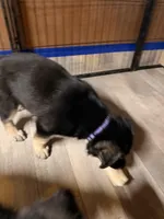 Indigo - Purple Collar Female , a female German Shepherd Dog for sale in Chester, VT – Photo 4 of 8