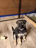 Indigo - Purple Collar Female , a female German Shepherd Dog for sale in Chester, VT – Photo 8 of 8