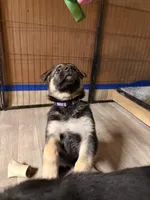 Indigo - Purple Collar Female , a female German Shepherd Dog for sale in Chester, VT – Photo 6 of 8