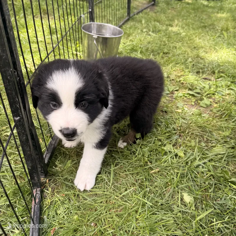 Juice  – Miniature Australian Shepherd puppy for sale in Chester, VT