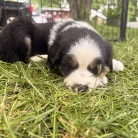 Jameson , a male Miniature Australian Shepherd for sale in Chester, VT – 8 of 8