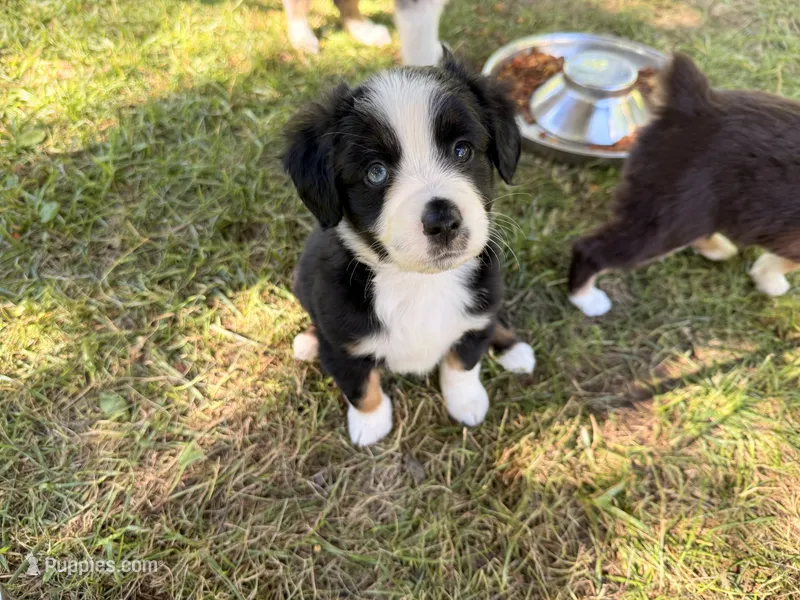 Kash – Miniature Australian Shepherd puppy for sale in Chester, VT
