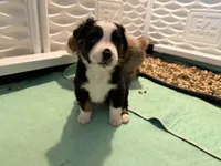 Kash, a male Miniature Australian Shepherd for sale in Chester, VT – 8 of 8