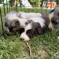 Jackie , a female Miniature Australian Shepherd for sale in Chester, VT – 4 of 4