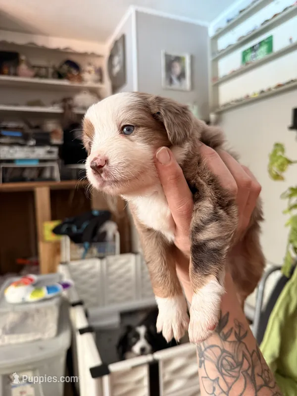 Kia – Miniature Australian Shepherd puppy for sale in Chester, VT