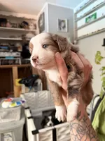 Kia, a female Miniature Australian Shepherd for sale in Chester, VT – 1 of 7