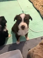 Kacey, a female Miniature Australian Shepherd and Toy Australian Shepherd for sale in Chester, VT – 8 of 10