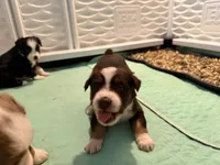 Kacey, a female Miniature Australian Shepherd and Toy Australian Shepherd for sale in Chester, VT – 7 of 10
