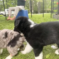 Jeska , a female Miniature Australian Shepherd for sale in Chester, VT – 6 of 8
