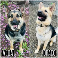 Vedas Upcoming Fall Litter , a  German Shepherd Dog for sale in Chester, VT – 7 of 10