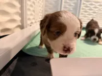 Kia, a female Miniature Australian Shepherd for sale in Chester, VT – 6 of 7