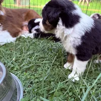 Jameson , a male Miniature Australian Shepherd for sale in Chester, VT – 4 of 8