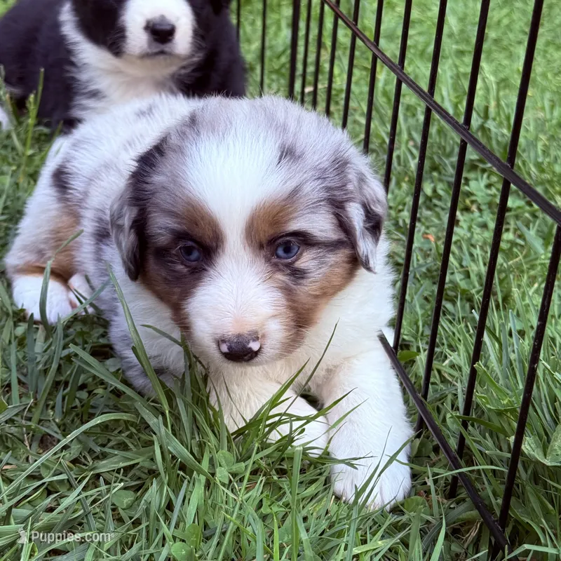 Jemma – Miniature Australian Shepherd puppy for sale in Chester, VT