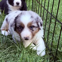 Jemma, a female Miniature Australian Shepherd for sale in Chester, VT – 1 of 10