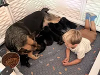 Luna , a female German Shepherd Dog for sale in Chester, VT – 2 of 2
