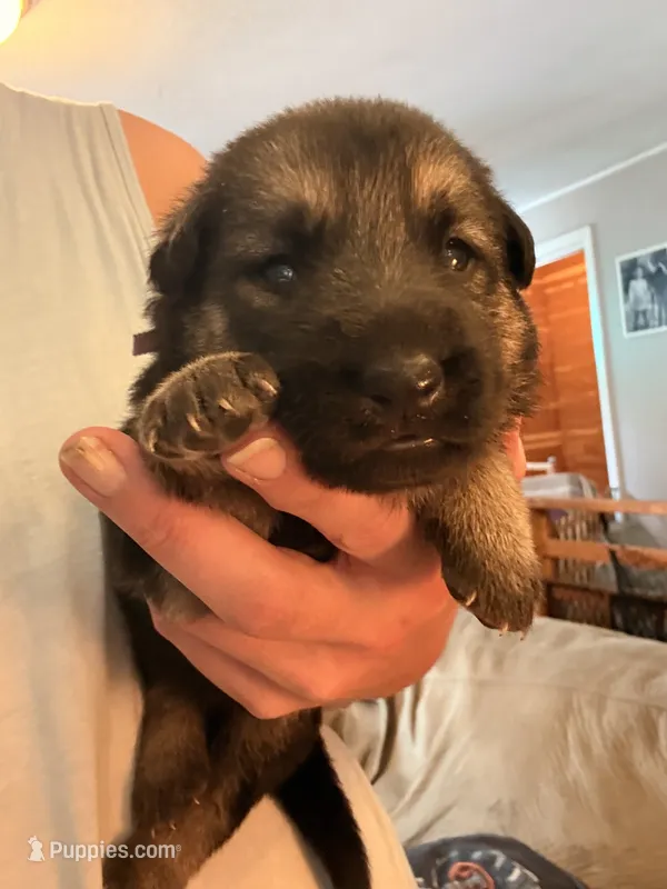 Luna  – German Shepherd Dog puppy for sale in Chester, VT