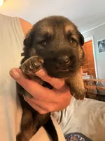 Luna , a female German Shepherd Dog for sale in Chester, VT – 1 of 9