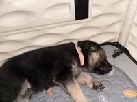 Luna , a female German Shepherd Dog for sale in Chester, VT – 7 of 9