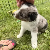 Jewel, a female Miniature Australian Shepherd for sale in Chester, VT – 3 of 8