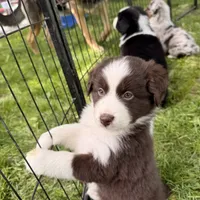 Jackie , a female Miniature Australian Shepherd for sale in Chester, VT – 1 of 4