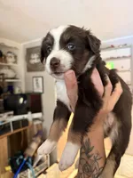 Kacey, a female Miniature Australian Shepherd and Toy Australian Shepherd for sale in Chester, VT – 2 of 10