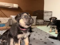 Lady, a female German Shepherd Dog for sale in Chester, VT – 2 of 2