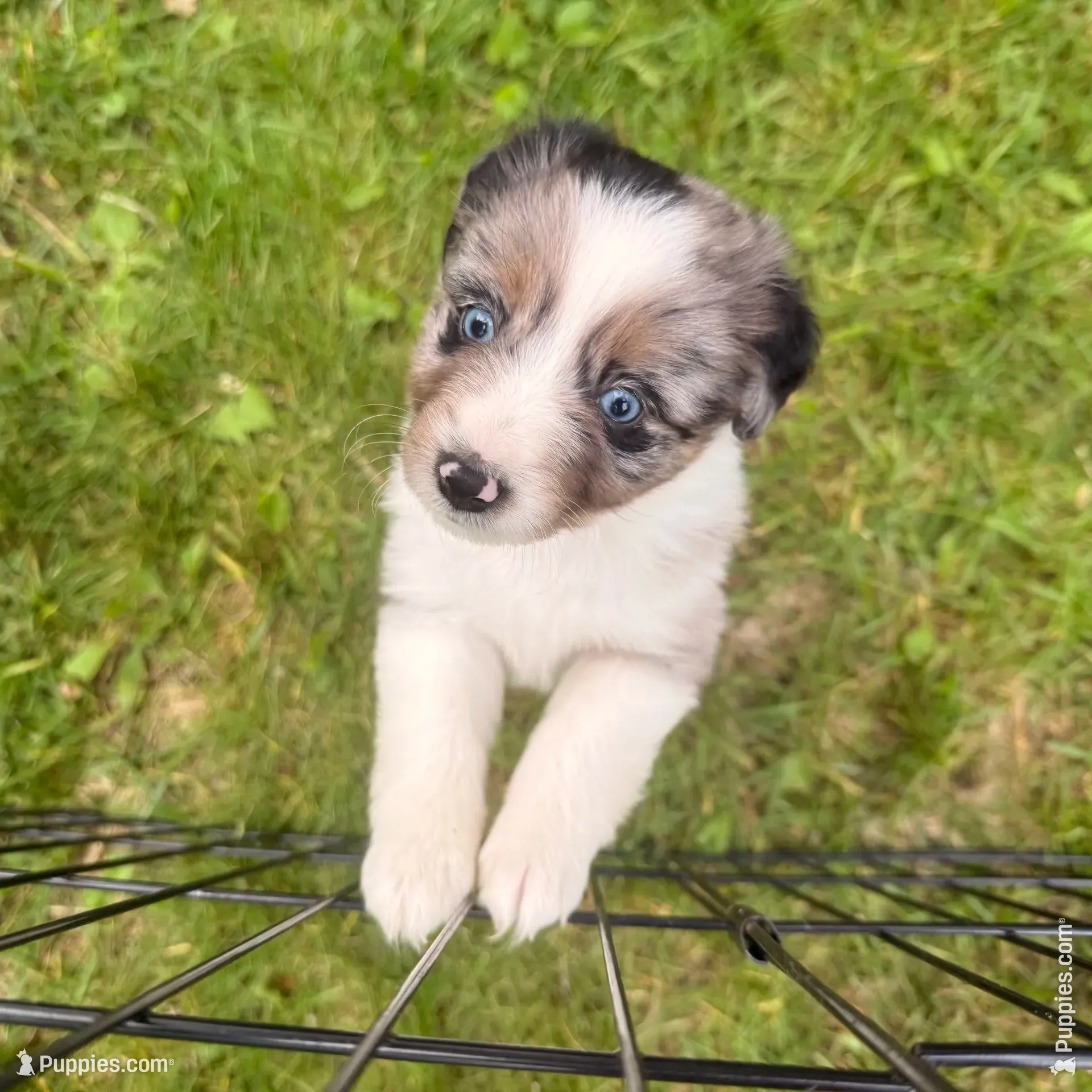 Jewel, a female Miniature Australian Shepherd for sale in Chester, VT – 1 of 8