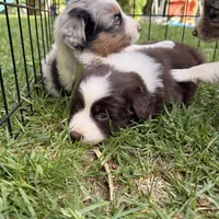 Jackie , a female Miniature Australian Shepherd for sale in Chester, VT – 3 of 4