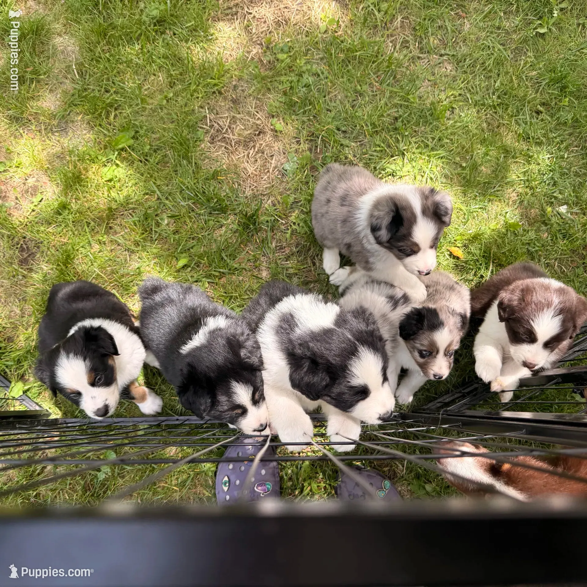 Jemma, a female Miniature Australian Shepherd for sale in Chester, VT – 7 of 10