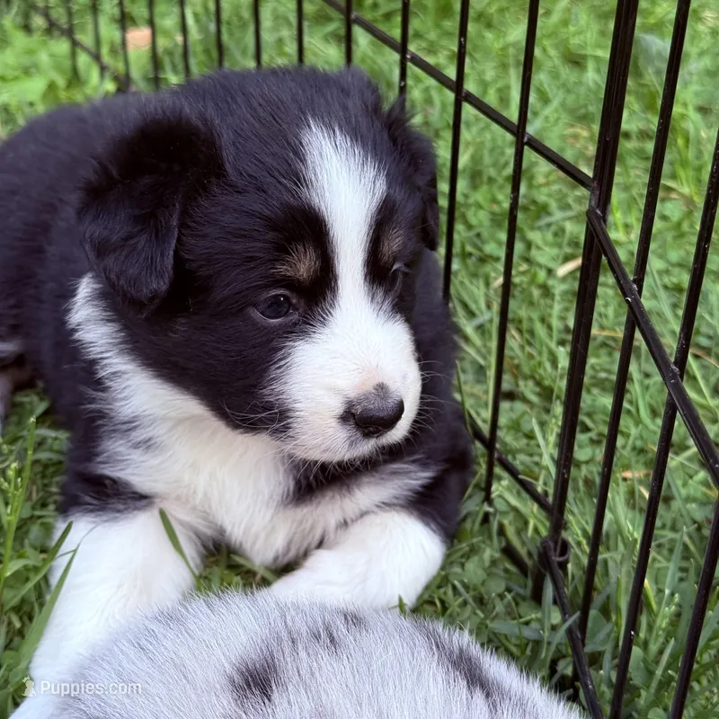 Jeska  – Miniature Australian Shepherd puppy for sale in Chester, VT
