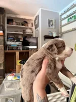 Kia, a female Miniature Australian Shepherd for sale in Chester, VT – 4 of 7