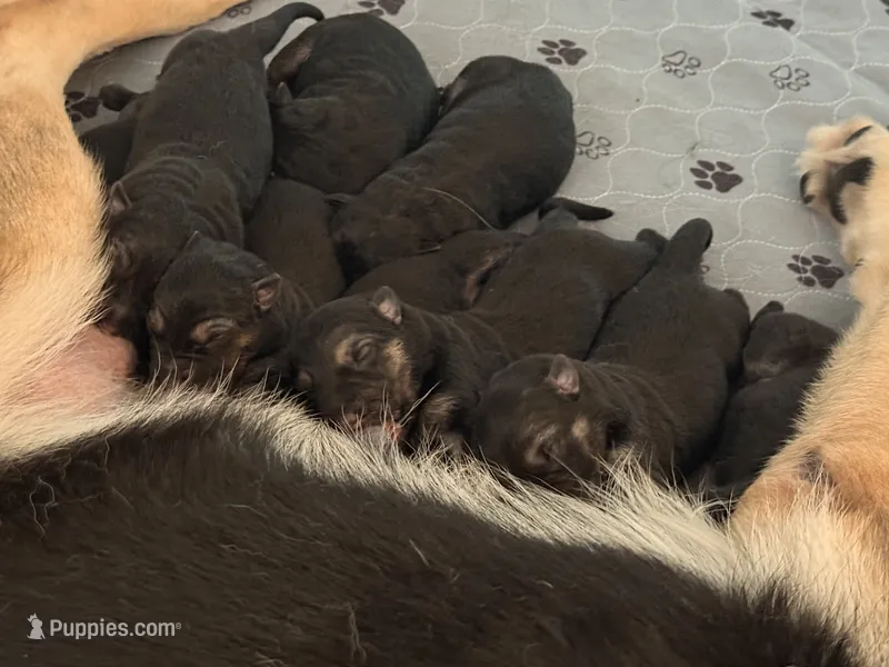 Luna  – German Shepherd Dog puppy for sale in Chester, VT